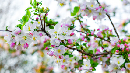 Apple tree flowers on a tree. Abundant flowering of apple trees