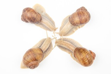 Helix pomatia. grape snail on a white background. mollusc and invertebrate. gourmet protein meat food. communication of the individual in society