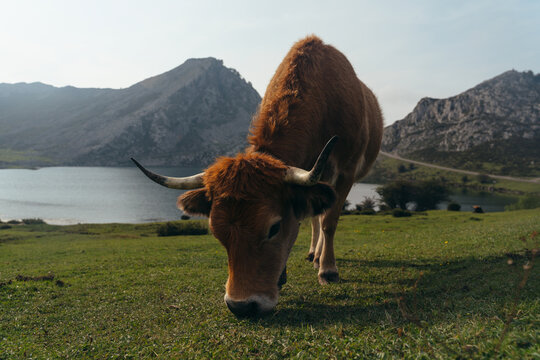 Full body red aubrac cow with big cow bell on necks pasturing on lush green meadow in farmland