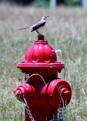 red fire hydrant