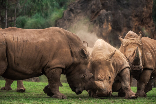 Horizontal outdoors shot of three rhinos pasturing on green lawn.