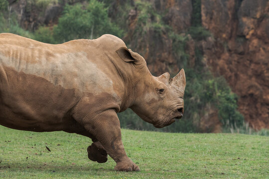 Horizontal outdoors shot of rhino standing on green lawn.