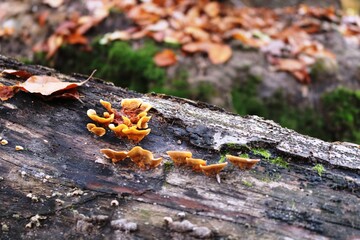 Viernheimer Herbstwald