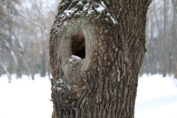 Large hole in a tree on a winter park background with bare trees and snow cover of the ground. Image of a hollow old tree on an oak trunk close-up