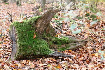 Viernheimer Herbstwald