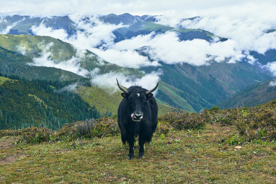 Adult black yak with horns and white spot on head on small meadow covered with grass on top of mountain in valley under clouds