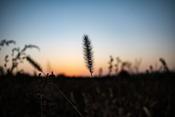 sunsets in the field in the camera lens