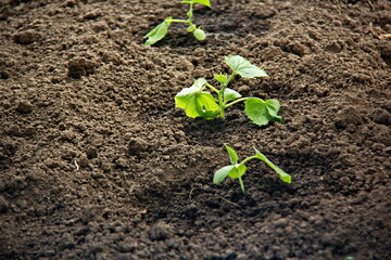 Proper planting cucumber seedlings on the ecological garden. Seedlings grown on the window. Agricultural Plant . Young Cucumber Shoot. Cucumber sprouts in the field , agriculture. 