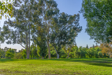 Tall eucalyptus trees and a green grass field