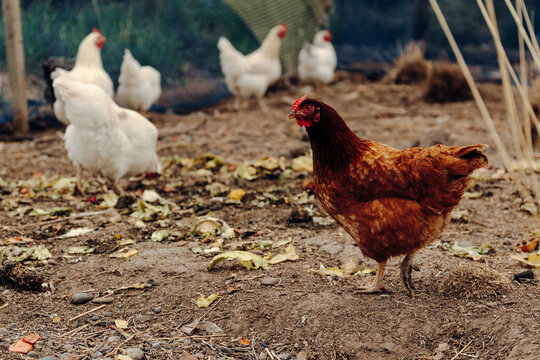 Cute White And Brown Chickens Standing On Ground Of Hen House In Village