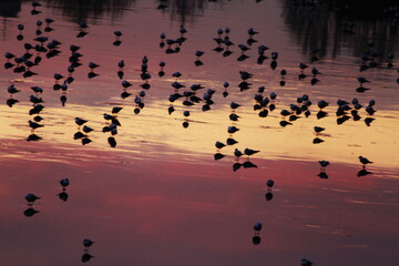seagulls on frozen Arno river in Florence and the reflection of sunset on Arno.