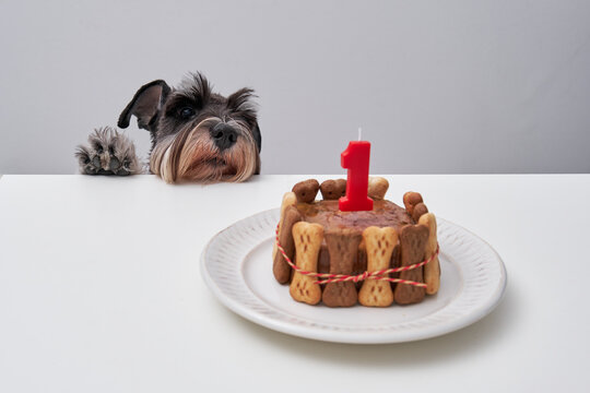 Adorable dog with birthday cake from bone cookies and pate decorated with candle