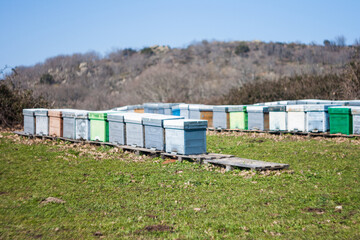 Fototapeta na wymiar A row of bee hives in a field of flowers