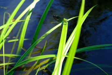 Beautiful dragonfly Calopteryx splendens (banded demoiselle) on green blades of grass by river in sunny day