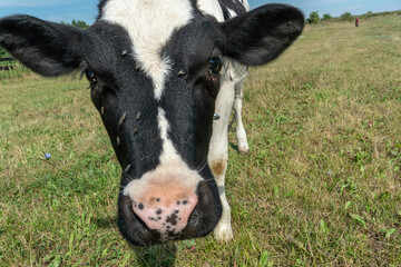 The head of a cow close up. A calf grazes in a meadow. Flies clung to the young calf's head and eyes. Private cattle breeding. The calf shows its tongue.