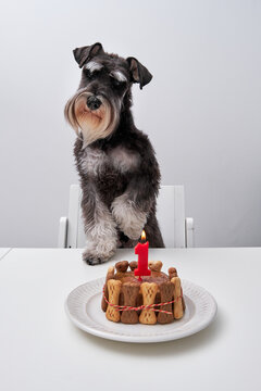 Adorable dog with birthday cake from bone cookies and pate decorated with candle