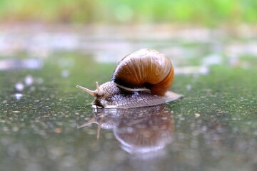 Big snail Helix pomatia, common names the Roman snail, Burgundy snail, crawling along road wet from rain. It is edible.