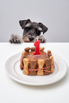 Adorable dog with birthday cake from bone cookies and pate decorated with candle