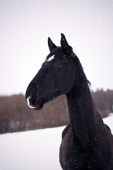 Beautiful black horse stallion posing on snow, winter nature