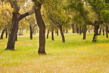 Naklejka premium Holm oaks in a field of yellow wildflowers in pastures of Extremadura