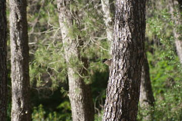 Obraz premium An Azure-winged magpie hiding behind a pine tree pokes its head out looking at us, in the Monfrague National Park.