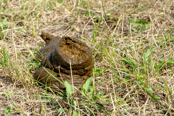 a bunch of cow shit lying on the grass. cow cake. Natural farming. Natural fertilizer for growing agricultural crops.