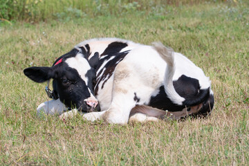 a young calf grazes in a clear meadow. Cow on a leash on a chain in an ecologically clean area. the calf is sleeping outside on the grass.