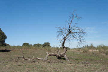 Lonely dead tree in Extremadura. Art nature.
