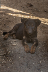 closeup portrait sad homeless abandoned colored brown dog outdoor