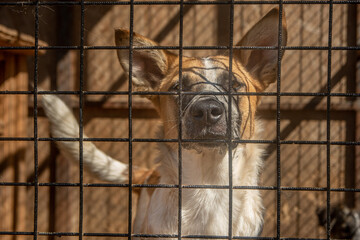 closeup portrait sad dog puppy locked in the metal cage. homeless dog concept