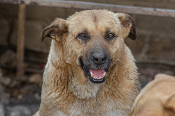 closeup portrait sad homeless abandoned colored brown dog outdoor