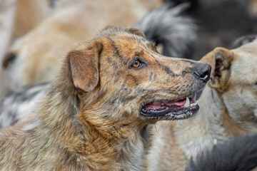 closeup portrait sad several dogs puppy locked in the metal cage. homeless dog concept