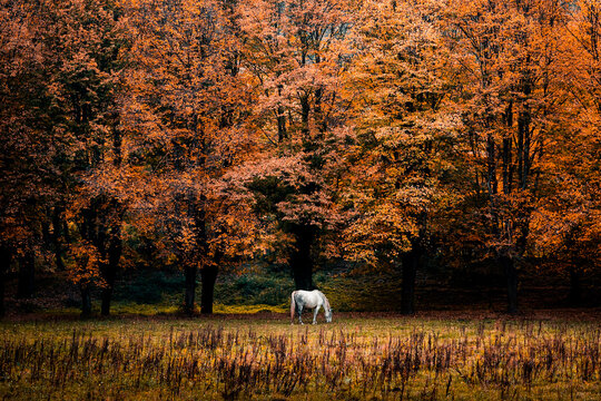 Amazing scenery of autumnal forest with golden foliage and horse grazing on grassy meadow