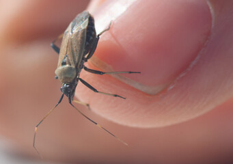 Brown beetle on the finger, relationship of human and insect - Powered by Adobe