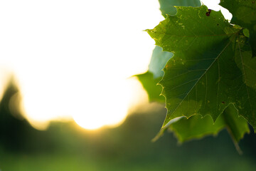 leaf against the sky during fall 