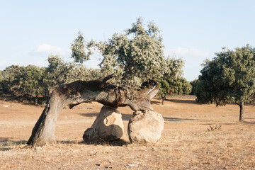 An old oak resting on granite rocks so that its branches do not break