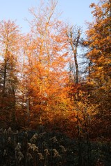 Fototapeta premium Viernheimer Herbstwald