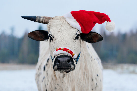 Zebu cow with Santa hat dressed on a horn in winter. Farm animals at Christmas.