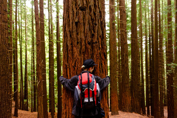 Back view of female tourist standing near huge tree in Monte Cabezon Natural Monument of Sequoias