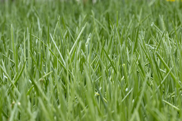 Growing seedlings in industrial greenhouses. Close-up photos of plants.