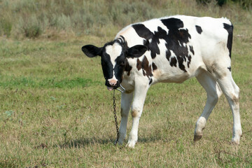 A young calf grazes in a clear meadow. A cow on a leash on the chain in an ecologically clean area. Domestic private cattle breeding.