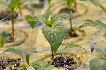 Growing seedlings in industrial greenhouses. Close-up photos of plants.