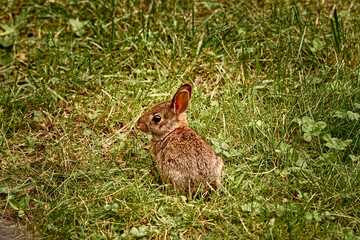 Young Eastern Cottontail rabbit (Sylvilagus floridanus) eating grass and clover in the spring