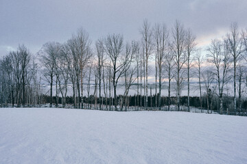 winter landscape with fields and trees