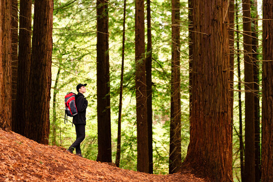 Content female tourist with backpack standing in woods and enjoying amazing scenery of big trees in Monte Cabezon Natural Monument of Sequoias