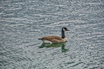 A single Canada Goose in profile(Branta canadensis)swims on silvery ripplled water on a summer morning