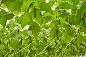 Growing cucumbers in industrial agricultural greenhouses. Close-up photos of plants.