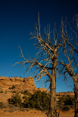 dead tree with dark blue sky and red rocks in the background