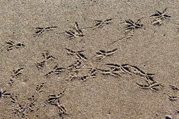Background. Texture of beige sand and bird footprints close-up