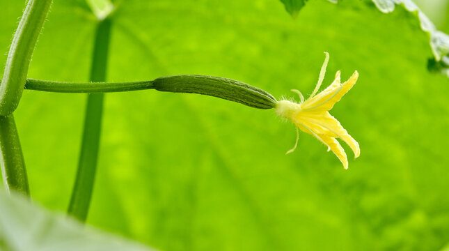 Growing cucumbers in industrial agricultural greenhouses. Close-up photos of plants.